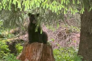 A yearling black bear waits for its mother to return. Most likely she wont. This time of year juvenile bears are separated, sometimes forcibly, by their mothers as families break up during mating season. (Photo courtesy K. McGuire)