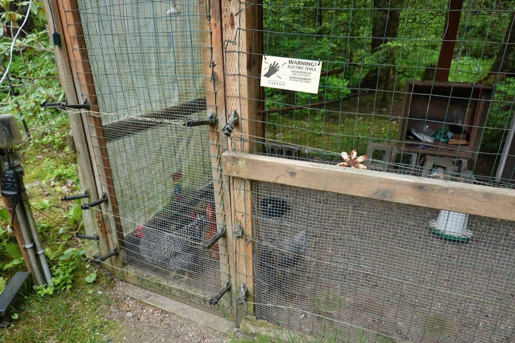 A chicken coop wired with electric fencing to deter bears in a Mendenhall Valley yard. (Laurie Craig / Juneau Empire)