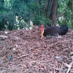 A brush turkey on a mound the size of a car (Flickr.com photo by Doug Beckers /CC-BY-SA-2.0)