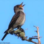Birds like this singing olive-sided flycatcher are dependent upon the many insects now buzzing over and on Alaska. (Photo by Sara Germain)