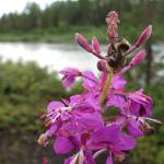 Insects like this bee clinging to a fireweed blossom seem to be in ample supply in Alaskas boreal forest. (Photo by Ned Rozell)