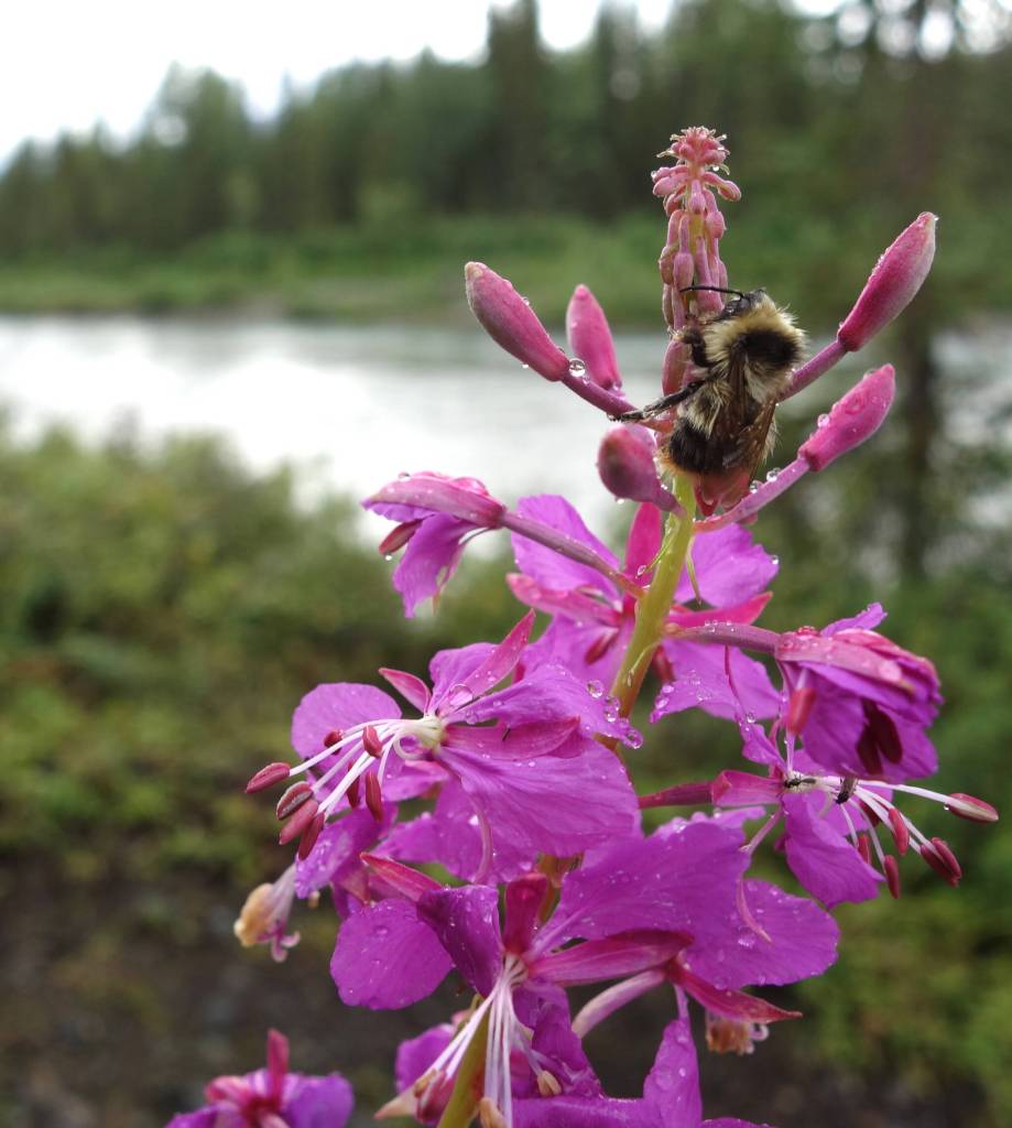 Insects like this bee clinging to a fireweed blossom seem to be in ample supply in Alaskas boreal forest. (Photo by Ned Rozell)