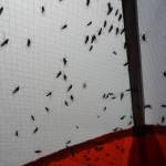 Insects like these flies clinging to a tent seem to be in ample supply in Alaskas boreal forest. (Photo by Ned Rozell)
