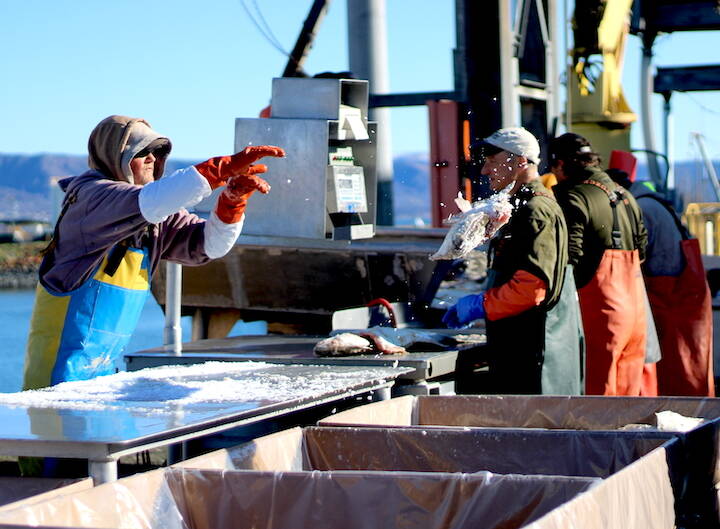 A fish processing worker tosses a halibut unloaded from the Oracle into a box for shipment. (Nathaniel Herz/Northern Journal)