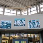 A killer whale, beluga whale and walrus hang above the Thunder Mountain High School library on Monday as part of the Dem Bones project. (Jasz Garrett / Juneau Empire)