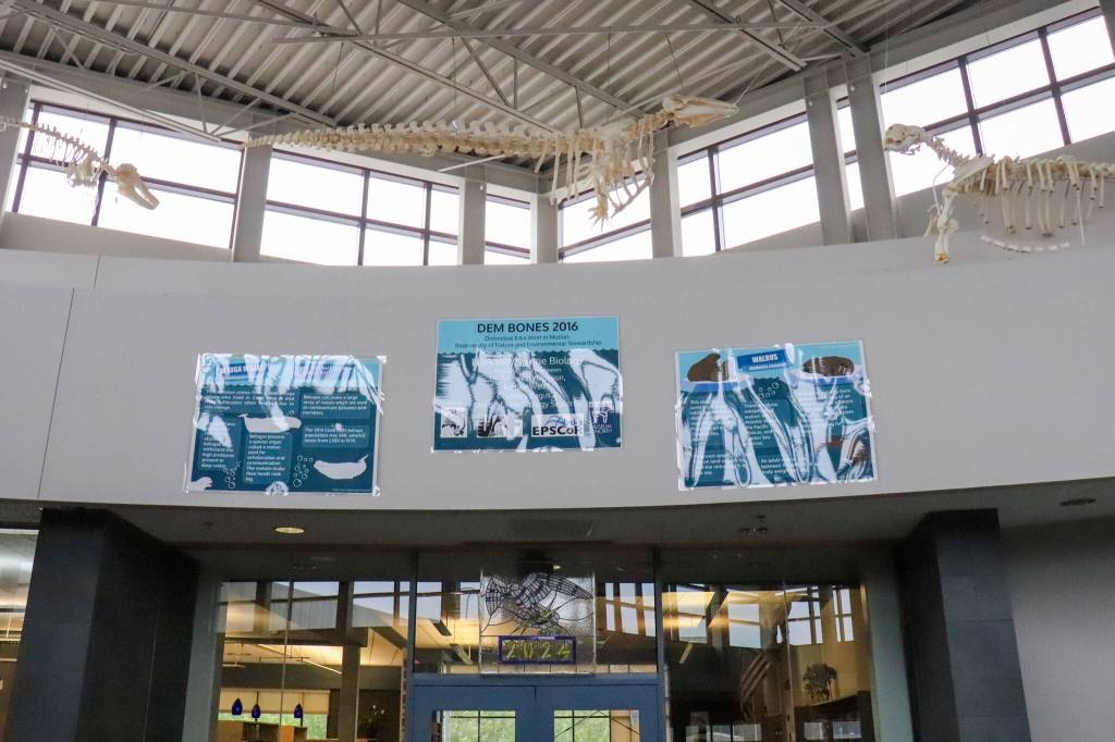 A killer whale, beluga whale and walrus hang above the Thunder Mountain High School library on Monday as part of the Dem Bones project. (Jasz Garrett / Juneau Empire)