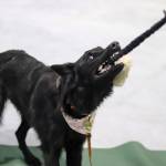 Dipper, currently training with dreams to become a search and rescue dog, plays tug of war as a reward on Saturday at Treadwell Arena. (Jasz Garrett / Juneau Empire)