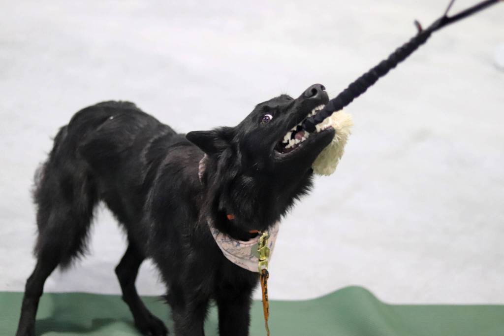 Dipper, currently training with dreams to become a search and rescue dog, plays tug of war as a reward on Saturday at Treadwell Arena. (Jasz Garrett / Juneau Empire)