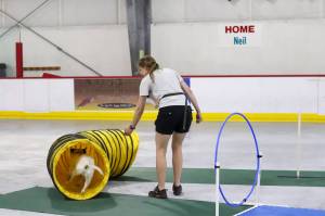 Erika King runs her 8-year-old dog Louie, who is half Australian cattle dog and half pitbull, through an agility course at Treadwell Arena on Saturday. (Jasz Garrett / Juneau Empire)