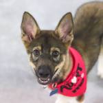 Aurora, a 12-week-old husky mix from Kake, wears an Adopt Me bandana. (Jasz Garrett / Juneau Empire)