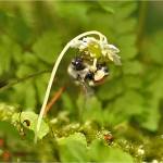 A bumblebee pollinates the flower of shy maiden, which will turn upward soon afterward. (Photo by Bob Armstrong)
