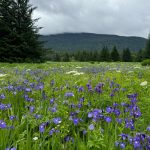 A view of the flower show at Cowee Meadows. (Photo by Deana Barajas)