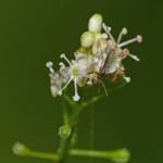 Enchanters nightshade flowers are visited by a very small fly. (Photo by Bob Armstrong)