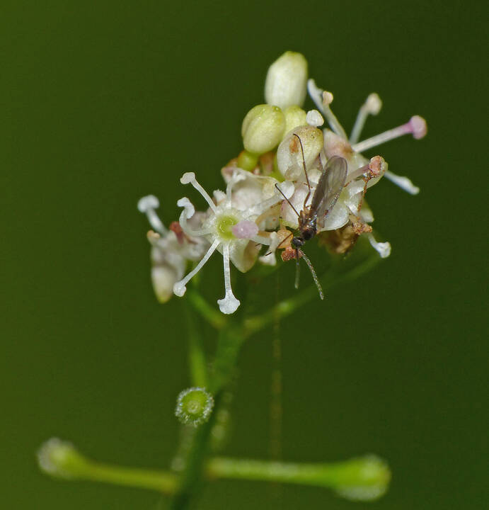 Enchanters nightshade flowers are visited by a very small fly. (Photo by Bob Armstrong)