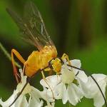 A common aerial wasp forages on cow parsnip flowers. (Photo by Bob Armstrong)