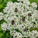 Five bumblebees rest and forage on cow parsnip flowers. (Photo by Pam Bergeson)