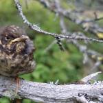 A Swainson’s thrush fledgling calls for its mother in the forested sand dune adjacent to the active Nogahabara Dunes 35 miles west of the village of Huslia. (Photo by Ned Rozell)