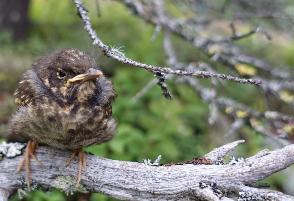 A Swainson’s thrush fledgling calls for its mother in the forested sand dune adjacent to the active Nogahabara Dunes 35 miles west of the village of Huslia. (Photo by Ned Rozell)