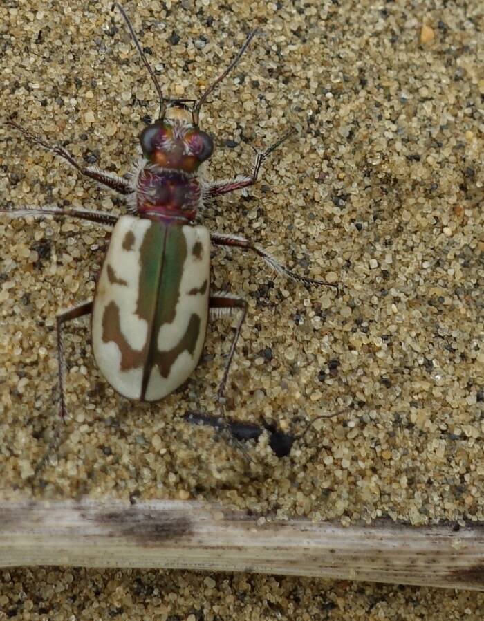 A tiger beetle roams the sands of Nogahabara Dunes 35 miles west of Huslia. (Photo by Ned Rozell)