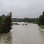 Trees float down Mendenhall River on July 17, 2024. (Jasz Garrett / Juneau Empire)