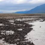 A shellfish and cockle bed is seen in Thane on Monday. The Thane Neighborhood Association wants to ensure the protection of the area from mining. (Jasz Garrett / Juneau Empire)