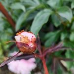 An ant on a peony bud. (Photo by Pam Bergeson)