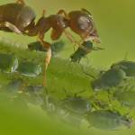 A red ant stimulates aphid to produce honeydew. (Photo by Bob Armstrong)