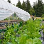 In 2024, the work of the Lynn Canal Food Web expanded into an additional community garden located in Deishú Haines using plants and seeds from the Victory Garden at Xunti Áa Mosquito Lake. Pictured, Erika Merklin and Liz Landes tend to the Henderson field property. Landes is funded to manage site development for the year through an additional USDA Southeast Alaska Sustainability mini-grant made available by Southeast Conference demonstrating how USDA funding continues to develop new leadership in local communities. (Photo by Shaelene Grace Moler)