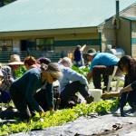 The Four Winds Resource Center Victory Garden is going strong with weekly volunteer work parties this summer every Sunday from 1-3 p.m. Victory Garden Coordinator, Sierra Thomas, pictured on far right, has helped to grow and expand the garden including a new u-pick strawberry field. (Photo by Shaelene Grace Moler)