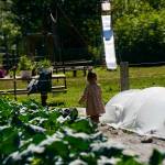 Families regularly participate together as Victory Garden volunteers bringing their children, parents, step family, dogs and more. This little one harvested freshly grown broccoli with her family. (Photo by Shaelene Grace Moler)