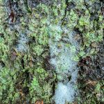 Tree foam can form when running water collects debris and dissolved materials. (Photo by Kerry Howard)