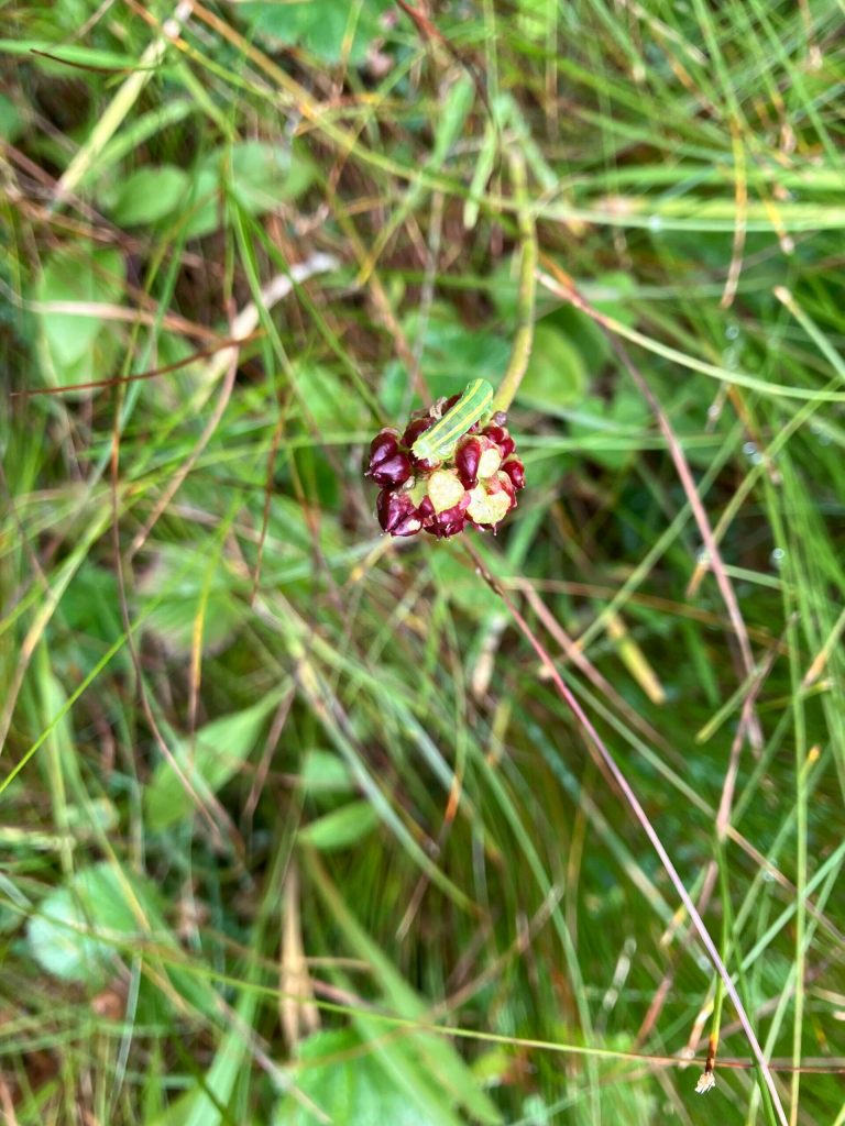 A green caterpillar chews on a capsule of sticky false asphodel. (Photo by Mary F. Willson)