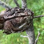 Western rust fungus can leave a big gnarly lump on pine branches. (Photo by Mary F. Willson)