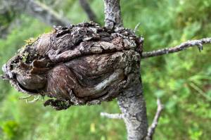 Western rust fungus can leave a big gnarly lump on pine branches. (Photo by Mary F. Willson)