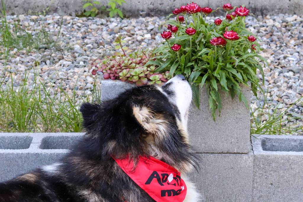 Juno smells the flowers outside of Juneau Animal Rescue on Monday. (Jasz Garrett / Juneau Empire)