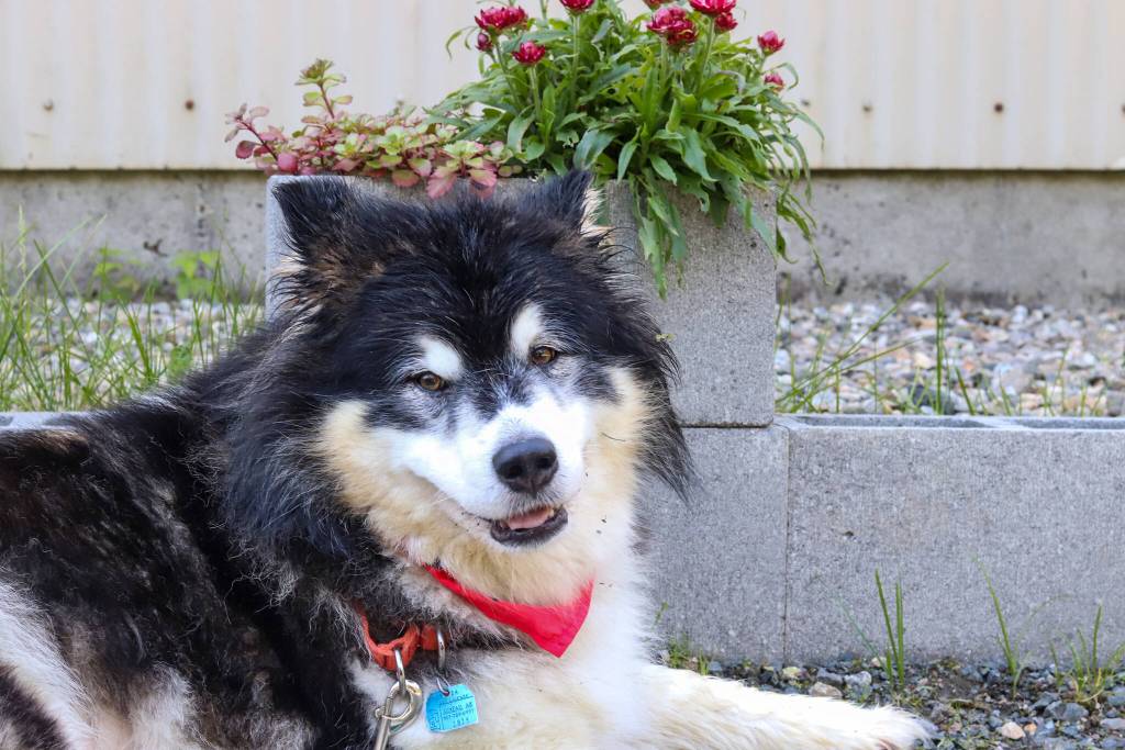 Juno lays down outside of Juneau Animal Rescue on Monday. (Jasz Garrett / Juneau Empire)