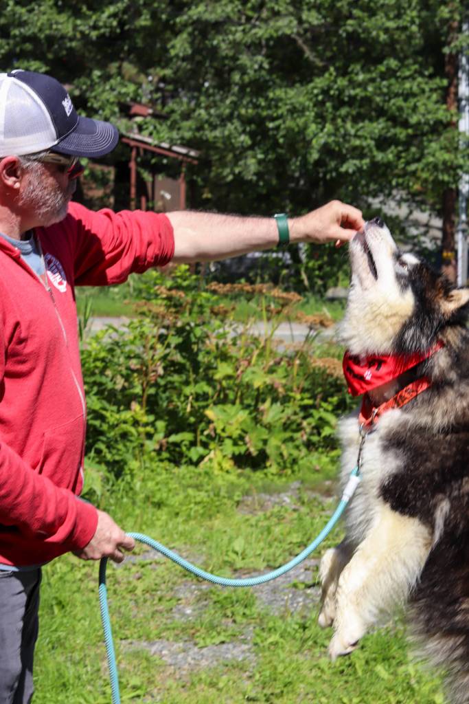 Rick Driscoll, executive director of Juneau Animal Rescue, feeds Juno treats on Monday. (Jasz Garrett / Juneau Empire)