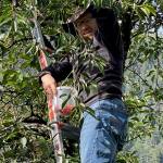 Eleventh Street resident Roblin Davis, standing on a ladder propped against a tree in his yard on Friday, Aug. 2, picks ripe red cherries to add to a container looped around his neck on a string. The same technique was used by other cherry pickers a few blocks away on Sunday, Aug. 4. (Laurie Craig / Juneau Empire)