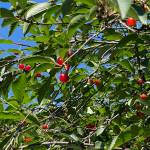 Bright red fruit hang from a cherry tree in the Casey-Shattuck Addition in downtown Juneau. The compact neighborhood of small homes is roughly defined by 12th Street, Glacier Avenue, Eighth Street and Calhoun Avenue. It was platted in 1913. (Laurie Craig / Juneau Empire)