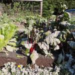The flood picked up and dislodged two garden frames in Debora Gerrishs and John Gerrishs backyard. (Jasz Garrett / Juneau Empire)