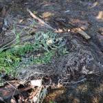 A storm drain on the greenbelt of Emily Way was backed up by silt and debris on Tuesday afternoon. (Jasz Garrett / Juneau Empire)