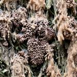 A slime mold released clouds of tiny spores from the little yellow cylinders. (Photo by KM Hocker)