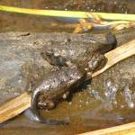 Recently emerged toadlets still have their tadpole tails. (Photo by Bob Armstrong).
