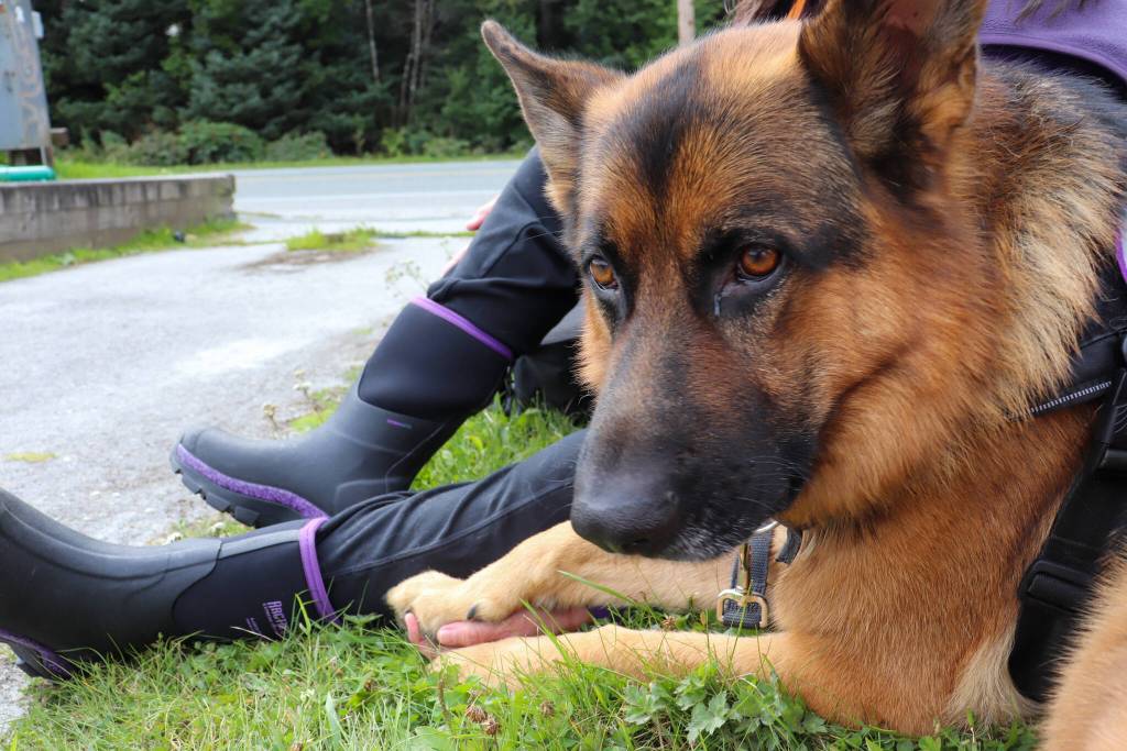 Jack, a certified National Crisis Response canine, lays his paw in his handler Jill Ramseys hand on Wednesday at Melvin Park. (Jasz Garrett / Juneau Empire)
