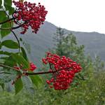 Red elderberry is toxic to humans, but birds consume the fruits readily. (Photo by Bob Armstrong)