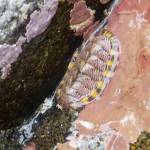 Lined chitons are small and often graze on coralline algae. (Photo by Mary Anne Slemmons)