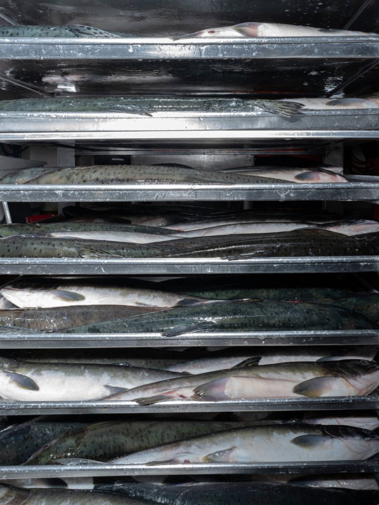 Salmon on pans, ready for freezing, at Circle Seafoods, in Metlakatla on Aug. 19, 2024. Over the last few years, the $6 billion Alaskan wild seafood market has been ensnared in a mix of geopolitics, macroeconomics, changing ocean temperatures and post-Covid whiplash that piled on top of long-building vulnerabilities in the business model. (Ash Adams/The New York Times)