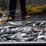 A catch of salmon aboard the F/V Liberty, captained by Trenton Clark, in Metlakatla on Aug. 20, 2024. Over the last few years, the $6 billion Alaskan wild seafood market has been ensnared in a mix of geopolitics, macroeconomics, changing ocean temperatures and post-Covid whiplash that piled on top of long-building vulnerabilities in the business model. (Ash Adams/The New York Times)
