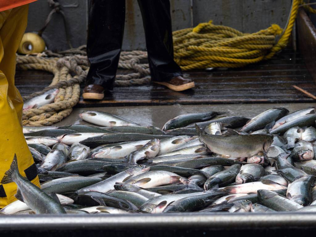 A catch of salmon aboard the F/V Liberty, captained by Trenton Clark, in Metlakatla on Aug. 20, 2024. Over the last few years, the $6 billion Alaskan wild seafood market has been ensnared in a mix of geopolitics, macroeconomics, changing ocean temperatures and post-Covid whiplash that piled on top of long-building vulnerabilities in the business model. (Ash Adams/The New York Times)
