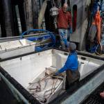 George Wood and his son Karsten unload a catch of halibut at Coastal Cold Storage, which serves the tiny minority of fishermen who market their fish directly to consumers, in Petersburg on Aug. 16, 2024. Over the last few years, the $6 billion Alaskan wild seafood market has been ensnared in a mix of geopolitics, macroeconomics, changing ocean temperatures and post-Covid whiplash that piled on top of long-building vulnerabilities in the business model. (Ash Adams/The New York Times)